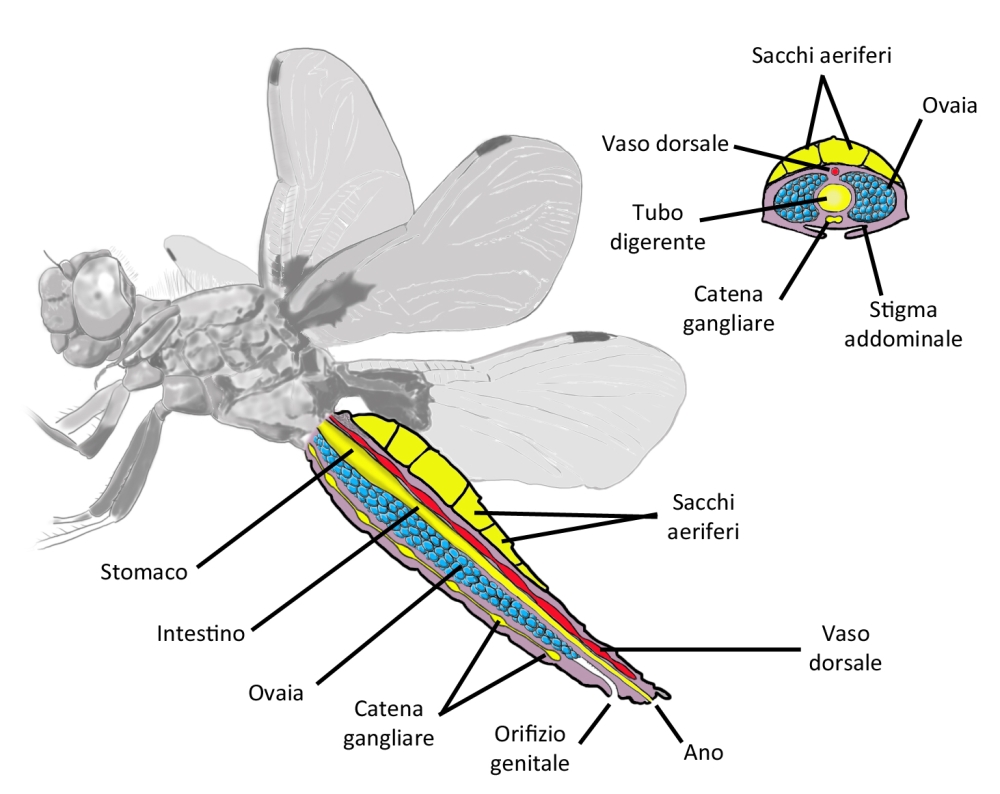 Scheda: cenni di Anatomia Interna delle Libellule